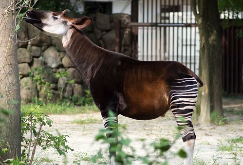Copenhagen%20Zoo%20-%20Denmark.jpg