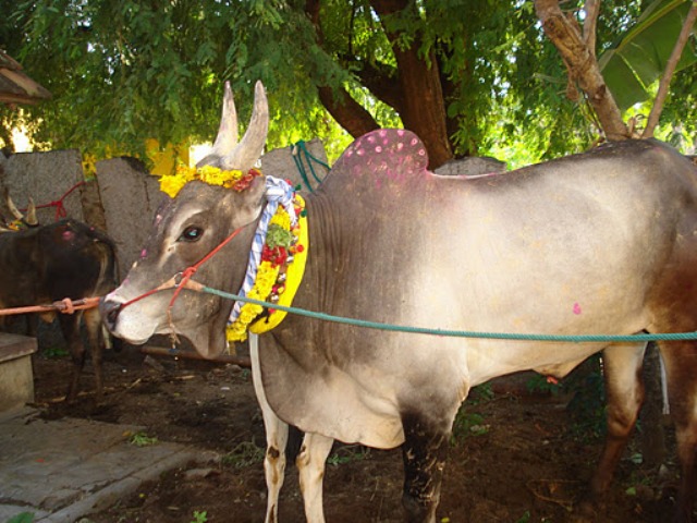 Kaanum%20Pongal_03.jpg