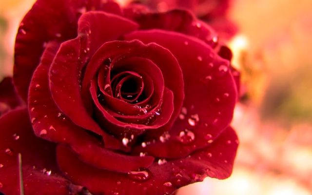 Red%20Rose%20Day%20symbol%20of%20love_01.jpg