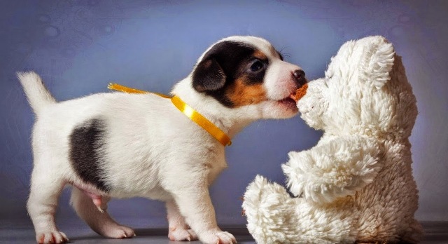 Teddy_Day_10.jpg