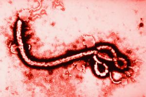 Ebola.jpg