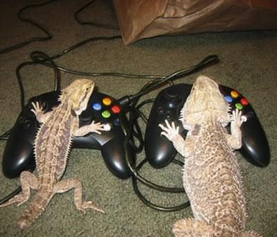 Xbox_01.jpg