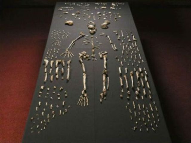 Homo%20naledi.jpg