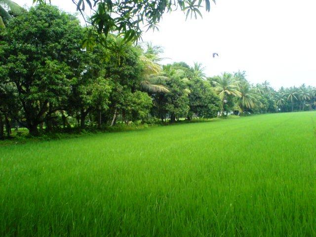 Konaseema_greenery_1.JPG