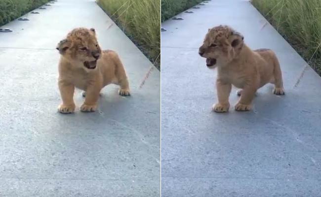 Baby%20Lion%20King%20Roar.JPG