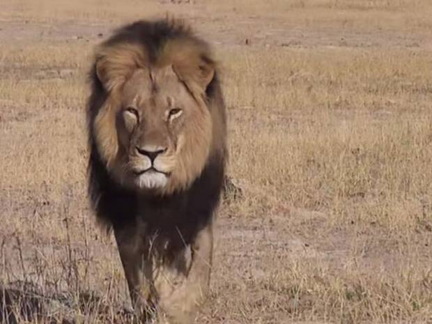 Cecil%20lion.jpg