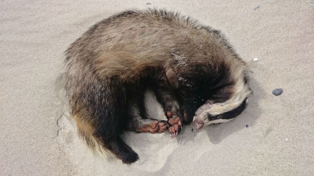 A%20drunk%20polish%20badger.jpg