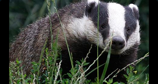 National%20BadgerDay.png