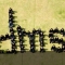 DMSIIT Delhi 